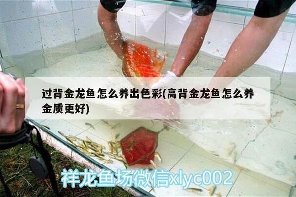 過背金龍魚飼養技巧，過背金龍魚是一種珍貴的觀賞魚