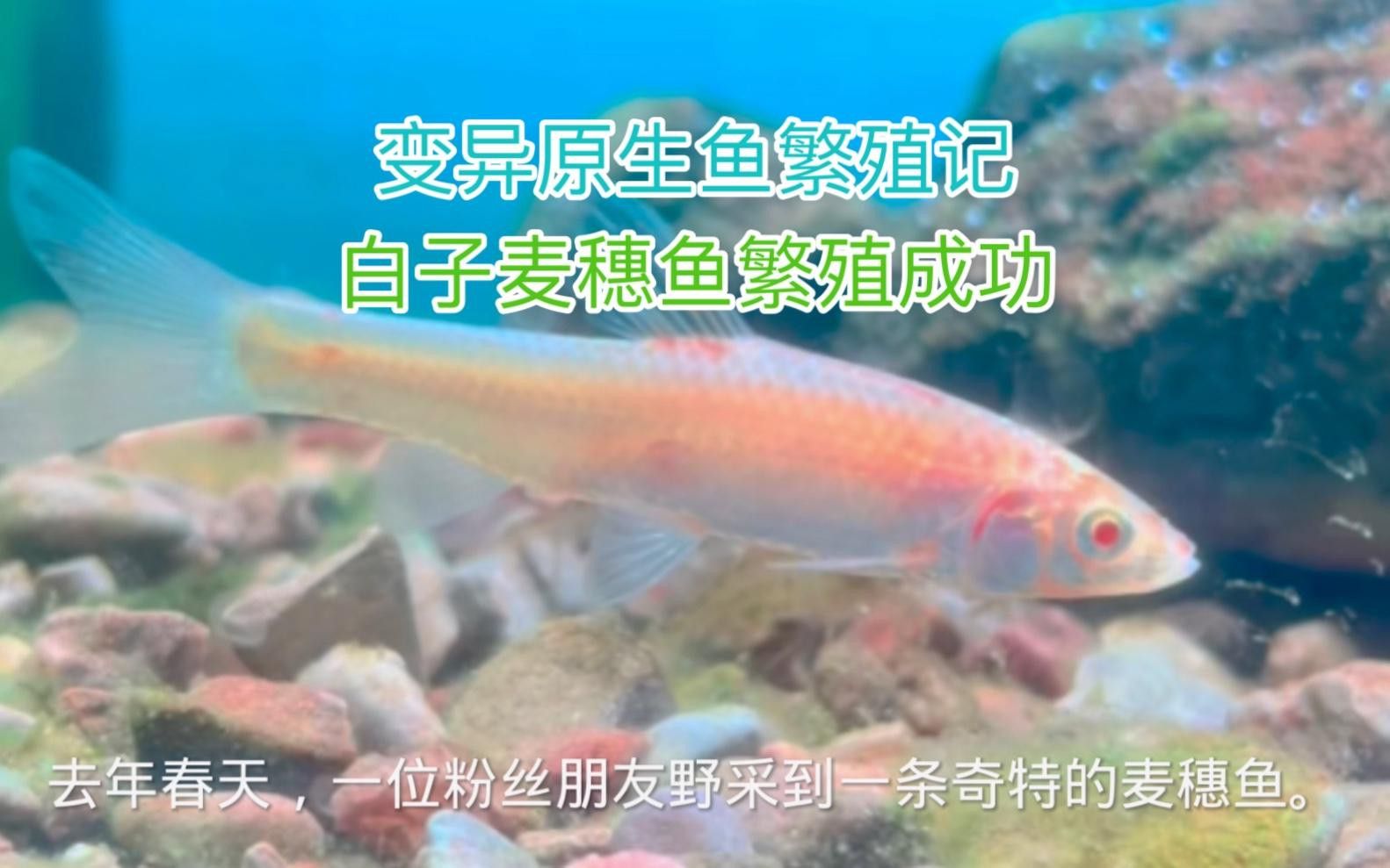 白龍魚釣白龍魚的天氣適合釣魚的天氣適合釣魚的天氣條件：什么天氣釣白龍魚最好