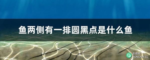 銀龍魚(yú)腹部出現(xiàn)紅色斑點(diǎn)（銀龍魚(yú)腹部出現(xiàn)紅色斑點(diǎn)可能由多種因素引起）