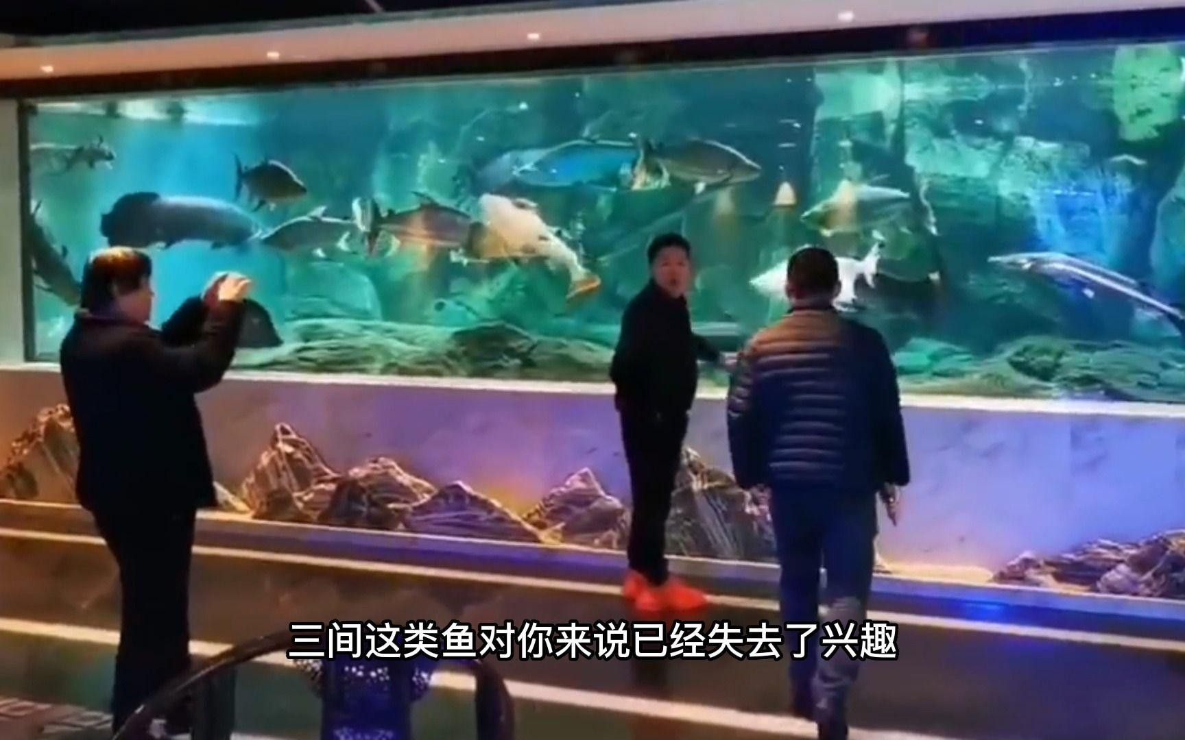如何訓練帝王三間魚和龍魚？