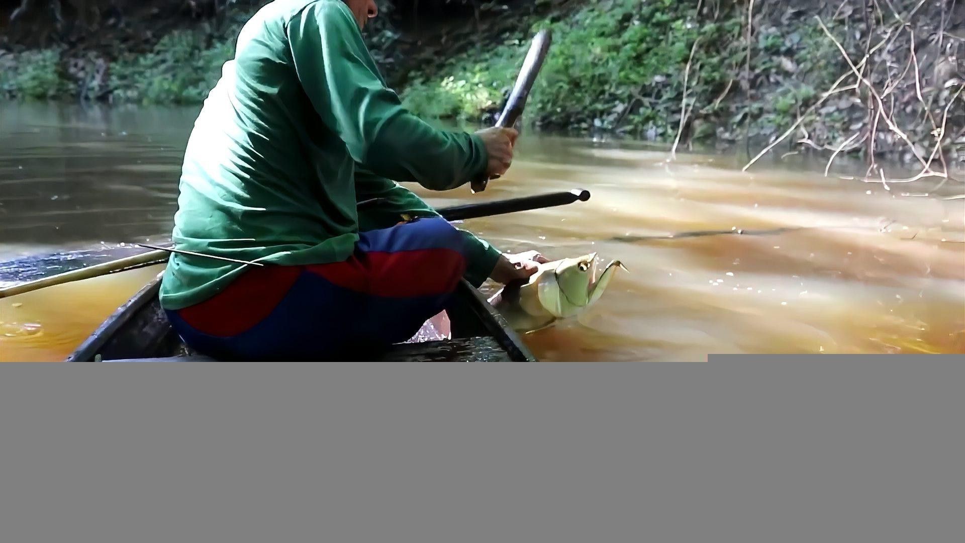 如何訓練帝王三間魚和龍魚？