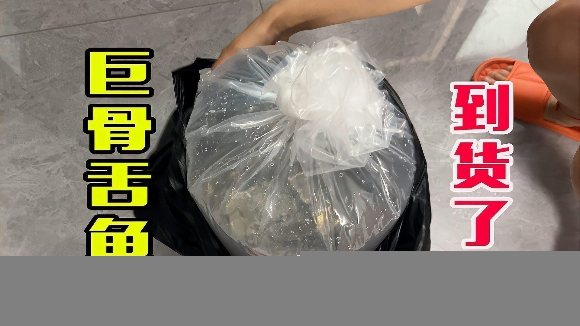 如何訓練帝王三間魚和龍魚？