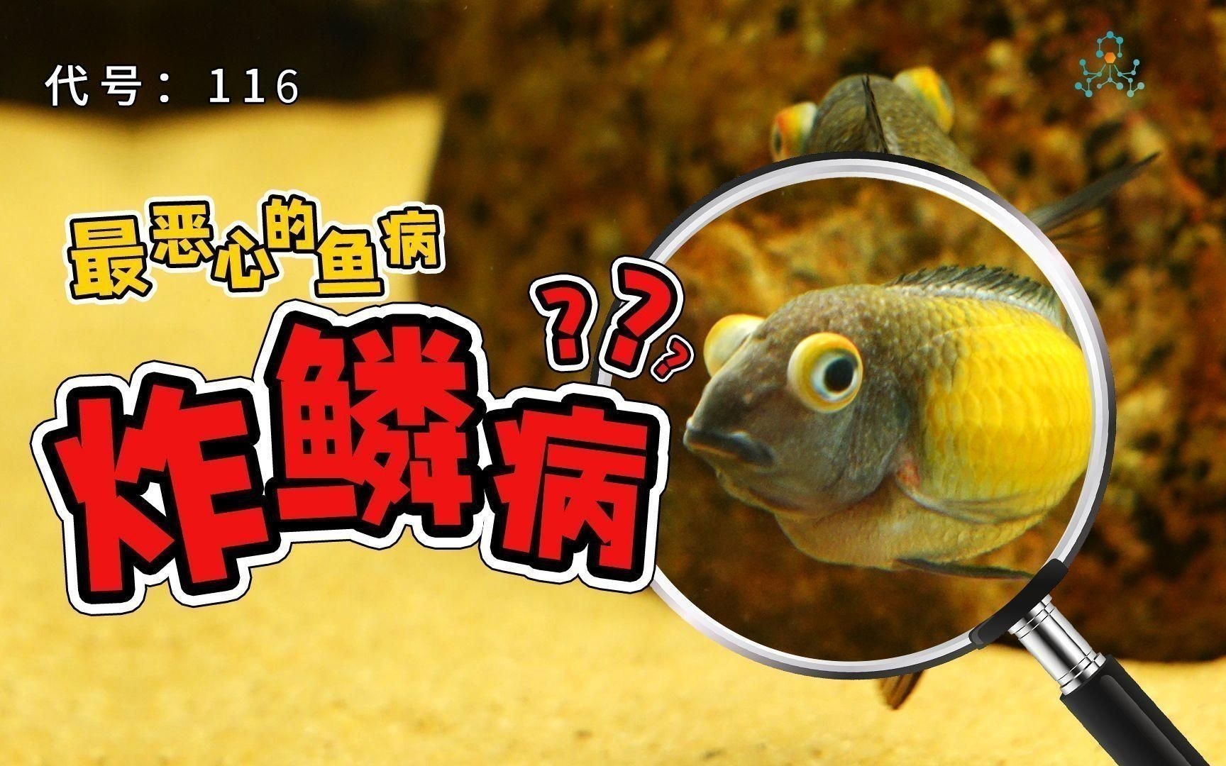 如何區(qū)分不同類型的炸鱗？