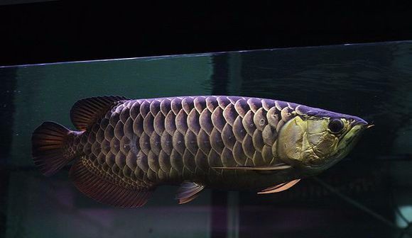 頂級過背金龍魚a級過背金龍魚多少錢一條（頂級過背金龍魚）：頂級過背金龍魚