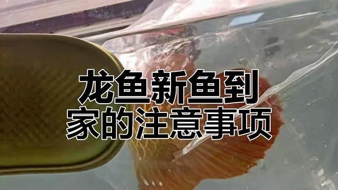 龍魚寄養要多少錢一條合適