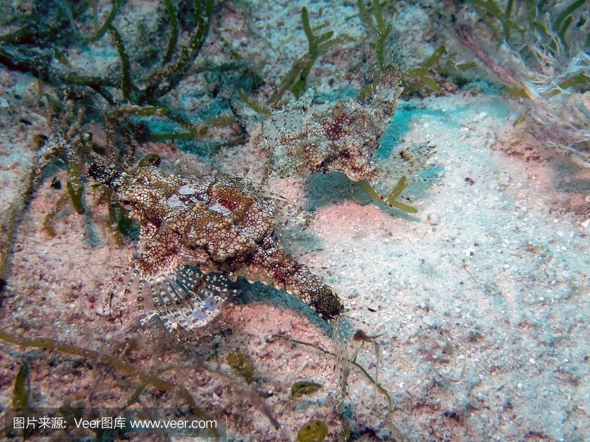 紅龍魚出售或轉讓：紅龍魚交易安全指南，