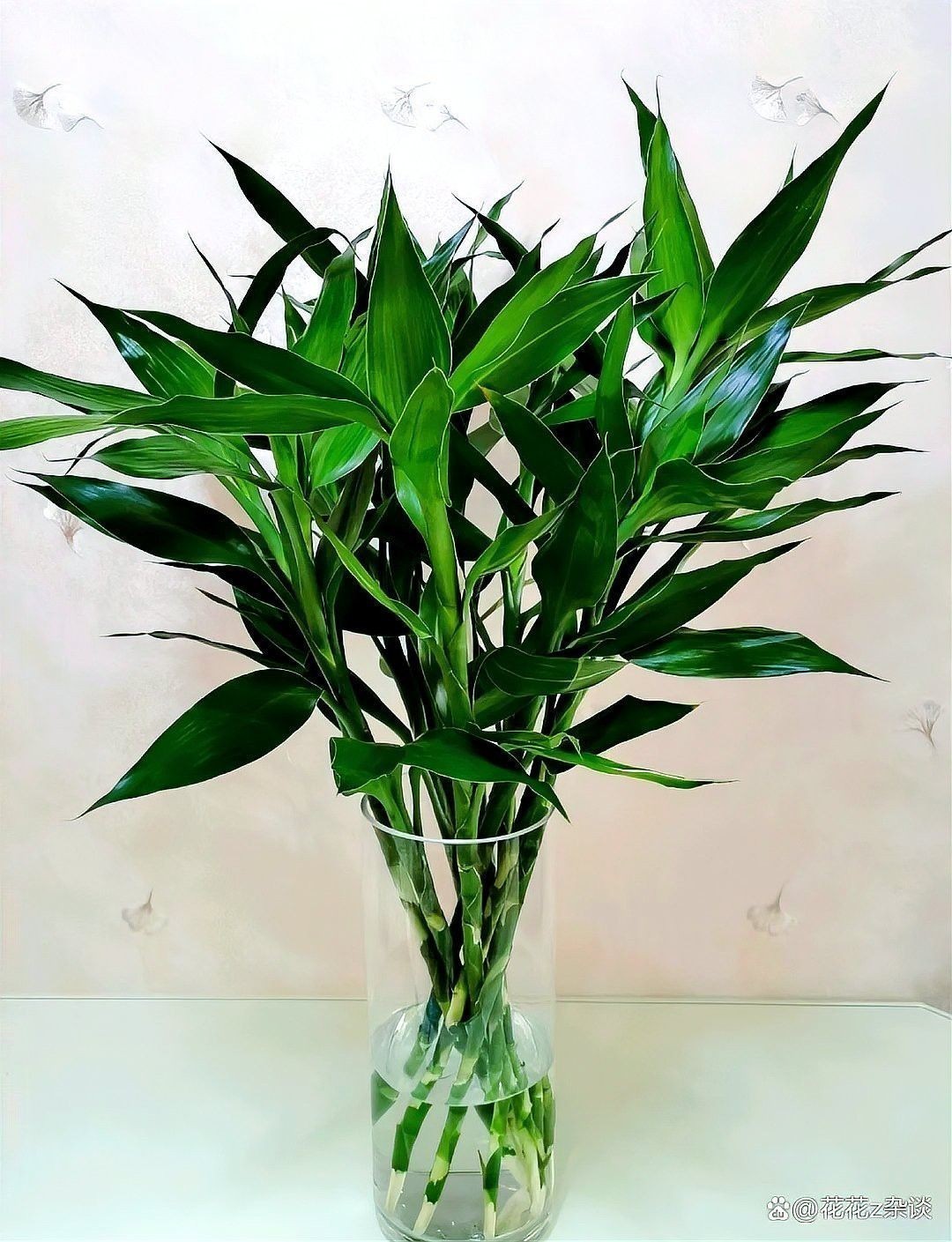 這些植物需要多久換一次水？