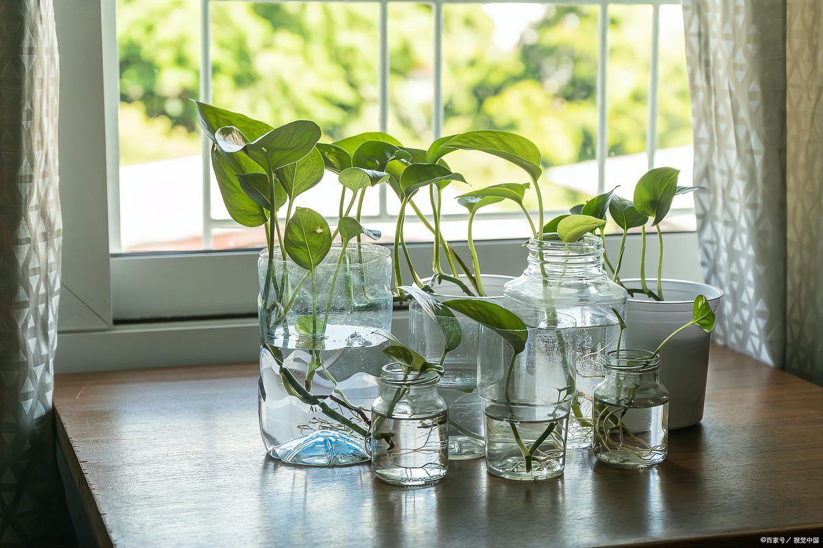 這些植物需要多久換一次水？