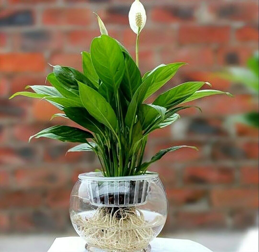 這些植物需要多久換一次水？