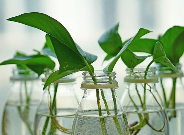 這些植物需要多久換一次水？