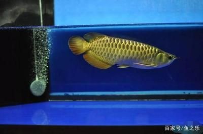 45寬的缸龍魚能長多大（45厘米寬的魚缸能養銀龍嗎360問答） 45寬的缸龍魚能長多大（45厘米寬的魚缸能養銀龍嗎360問答） 龍魚百科 第1張