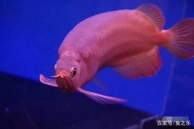 45寬的缸龍魚能長多大（45厘米寬的魚缸能養銀龍嗎360問答） 45寬的缸龍魚能長多大（45厘米寬的魚缸能養銀龍嗎360問答） 龍魚百科 第3張