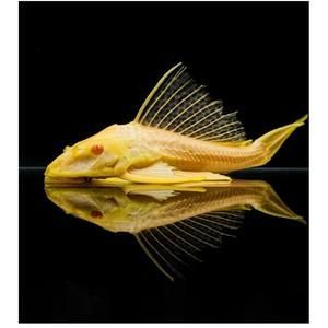 如何降低女王大帆魚疾病發生率：女王大帆魚常見疾病預防與控制是水產養殖領域的重要任務 如何降低女王大帆魚疾病發生率：女王大帆魚常見疾病預防與控制是水產養殖領域的重要任務 龍魚百科 第2張