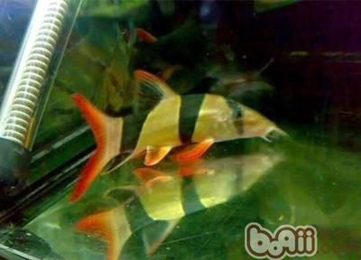 如何降低女王大帆魚疾病發生率：女王大帆魚常見疾病預防與控制是水產養殖領域的重要任務 如何降低女王大帆魚疾病發生率：女王大帆魚常見疾病預防與控制是水產養殖領域的重要任務 龍魚百科 第4張