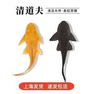 如何降低女王大帆魚疾病發生率：女王大帆魚常見疾病預防與控制是水產養殖領域的重要任務 如何降低女王大帆魚疾病發生率：女王大帆魚常見疾病預防與控制是水產養殖領域的重要任務 龍魚百科 第5張
