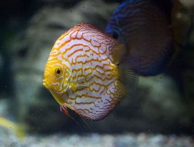 如何降低女王大帆魚疾病發生率：女王大帆魚常見疾病預防與控制是水產養殖領域的重要任務 如何降低女王大帆魚疾病發生率：女王大帆魚常見疾病預防與控制是水產養殖領域的重要任務 龍魚百科 第1張