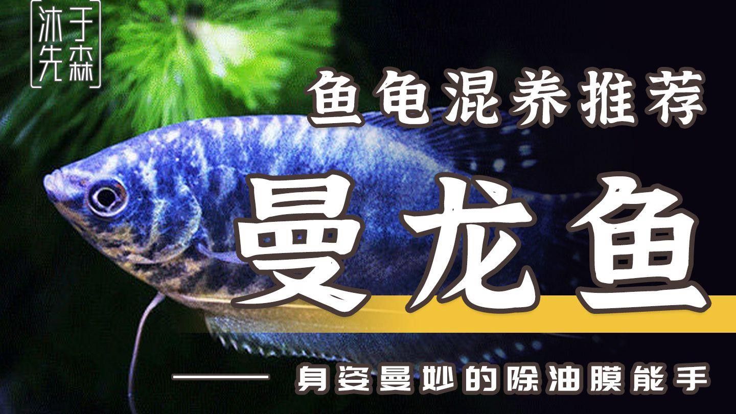 曼龍魚混養需要注意什么？ 曼龍魚混養需要注意什么？ 龍魚百科 第5張