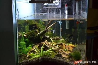 紅龍魚飼養技巧和方法大全圖片視頻（紅龍魚飼養技巧和方法大全圖片視頻教程）
