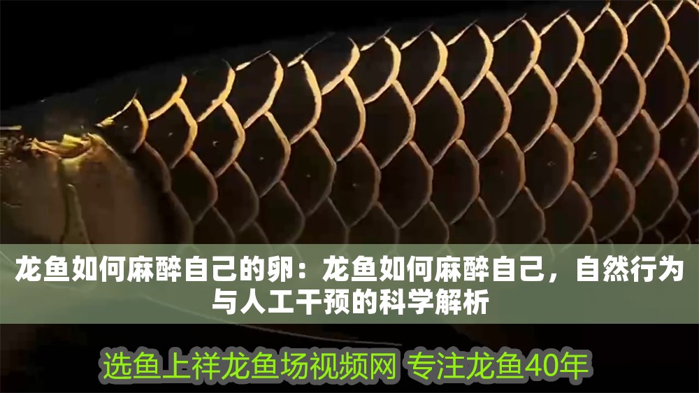 龍魚如何麻醉自己的卵：龍魚如何麻醉自己，自然行為與人工干預的科學解析