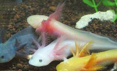 6腳恐龍魚的喂養(yǎng)方式（六角恐龍魚怎么養(yǎng)）
