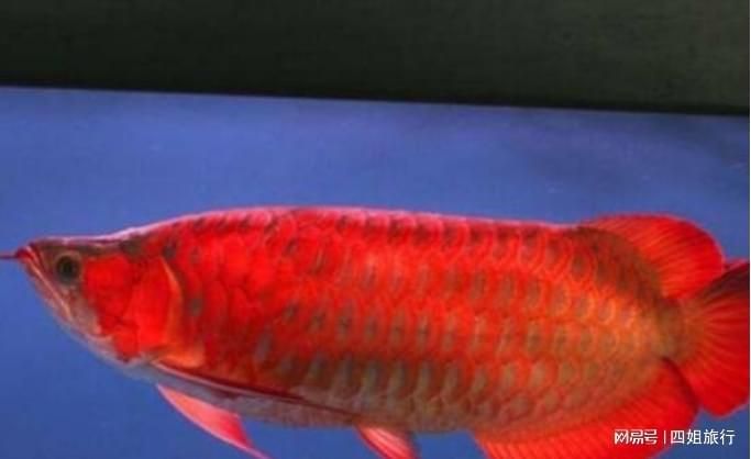 現在發現了多少條血紅龍，一條賣出500萬天價，應該是最貴的魚了