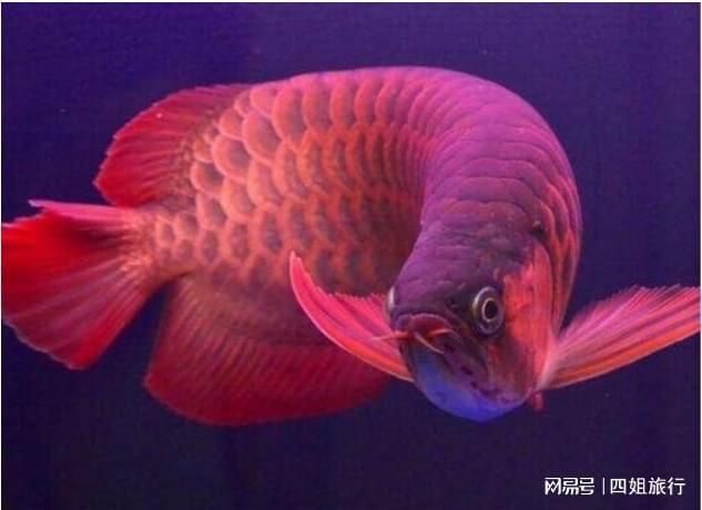 現在發現了多少條血紅龍，一條賣出500萬天價，應該是最貴的魚了