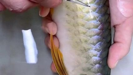 怎樣拔龍魚寄生蟲(處理龍魚體外寄生蟲是一個需要細致和耐心的過程) 龍魚百科 第2張 怎樣拔龍魚寄生蟲(處理龍魚體外寄生蟲是一個需要細致和耐心的過程) 怎樣拔龍魚寄生蟲(處理龍魚體外寄生蟲是一個需要細致和耐心的過程) 龍魚百科 第2張