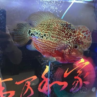 紅龍魚可以和羅漢魚混養嗎：紅龍魚可以和羅漢魚混養嗎？ 紅龍魚可以和羅漢魚混養嗎：紅龍魚可以和羅漢魚混養嗎？ 龍魚百科 第2張