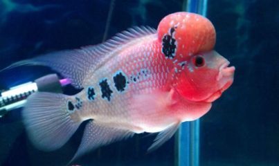 紅龍魚可以和羅漢魚混養嗎：紅龍魚可以和羅漢魚混養嗎？ 紅龍魚可以和羅漢魚混養嗎：紅龍魚可以和羅漢魚混養嗎？ 龍魚百科 第3張