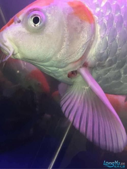 銀龍魚(yú)身上爛皮了怎么辦圖片