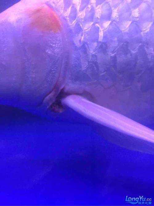 銀龍魚(yú)身上爛皮了怎么辦圖片