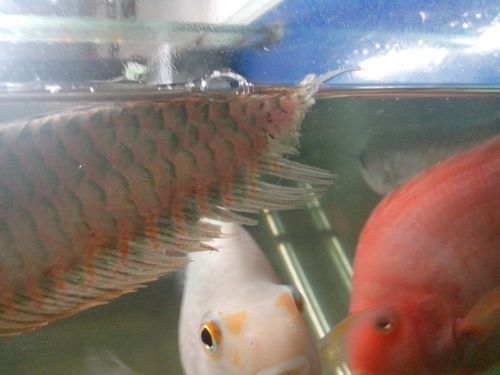 銀龍魚(yú)身上爛皮了怎么辦圖片