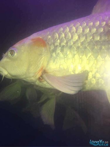 銀龍魚身上爛皮了怎么辦圖片