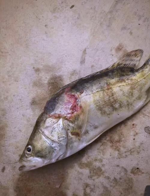 銀龍魚身上爛皮了怎么辦圖片