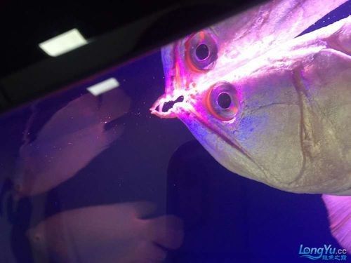 銀龍魚身上爛皮了怎么辦圖片