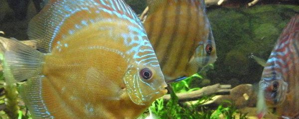 甲硝唑給龍魚用安全嗎【甲硝唑在龍魚養護中的應用】