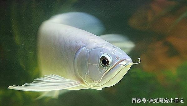 龍魚鰓蓋整形手術(shù)的風(fēng)險(xiǎn)有多大？