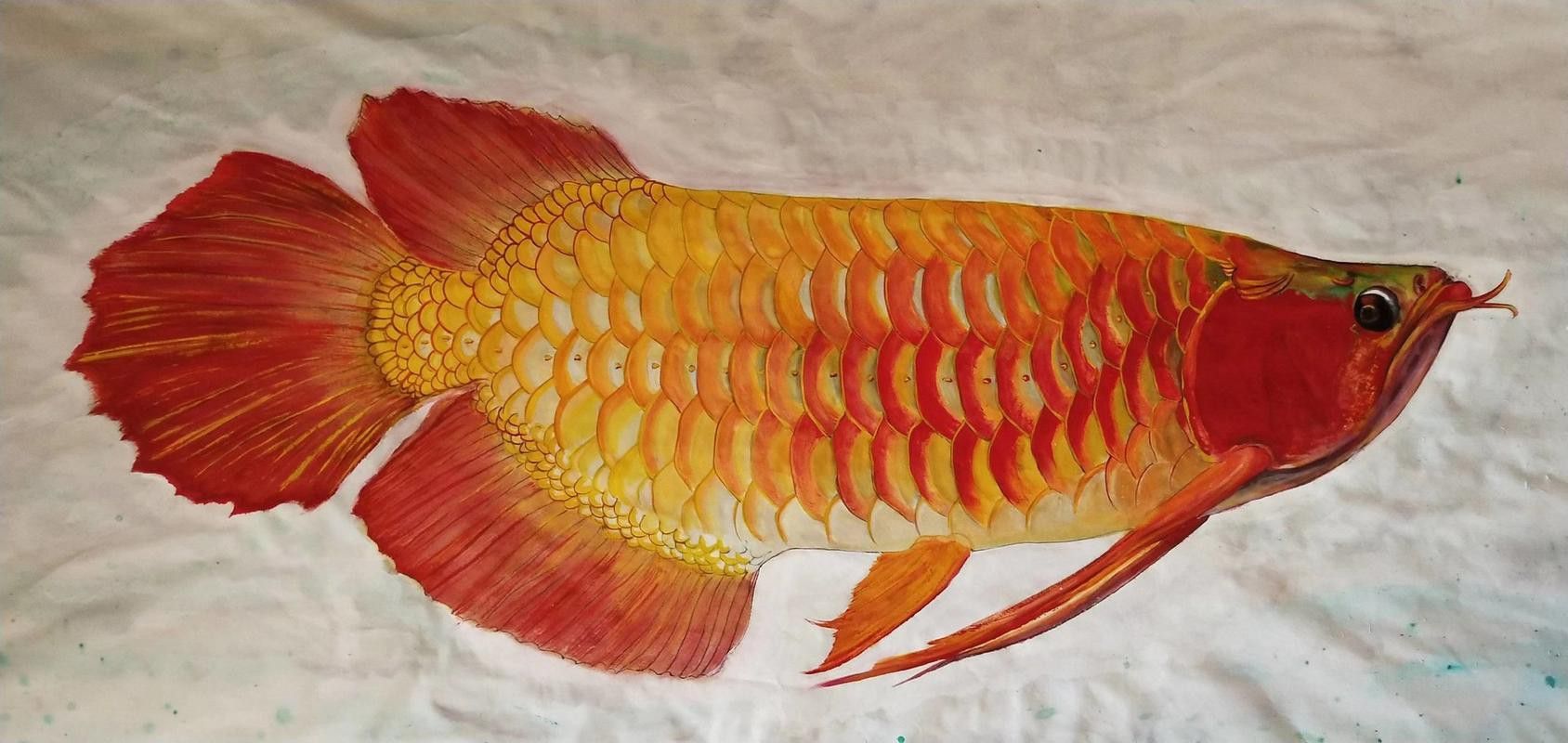 有沒有紅龍魚手繪壁紙的教程？