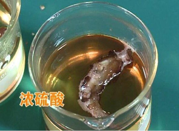 螞蟥vs硫酸 螞蟥vs硫酸 龍魚百科 第1張