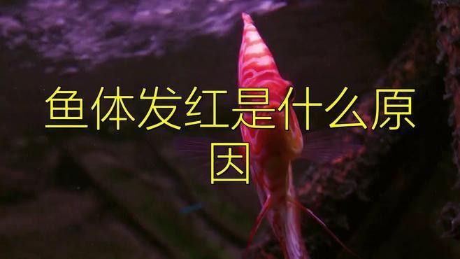 金龍魚發紅是因為什么