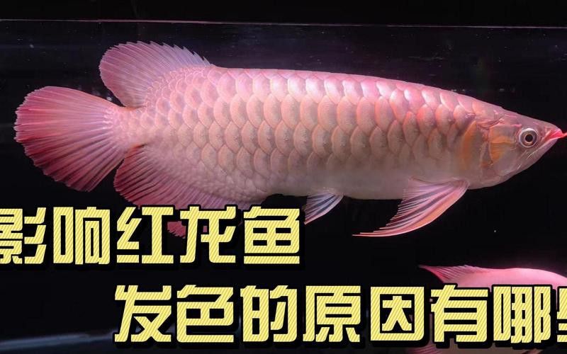 金龍魚發紅是因為什么