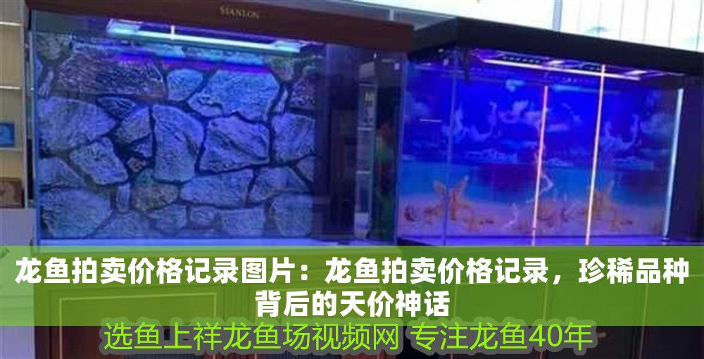 龍魚拍賣價格記錄圖片：龍魚拍賣價格記錄，珍稀品種背后的天價神話