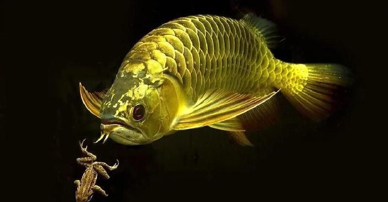 銀龍魚的最佳投喂頻率是多少？ 銀龍魚的最佳投喂頻率是多少？ 龍魚百科 第3張