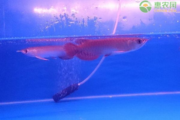 龍魚喂什么飼料