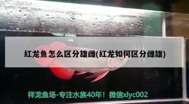 紅龍魚如何分公母圖解（紅龍魚的公母，紅龍魚繁殖習(xí)性詳解）