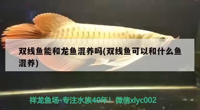 龍魚(yú)配飛鳳好還是雙線：飛鳳魚(yú)與龍魚(yú)混養(yǎng)注意事項(xiàng) 龍魚(yú)配飛鳳好還是雙線：飛鳳魚(yú)與龍魚(yú)混養(yǎng)注意事項(xiàng) 龍魚(yú)百科 第3張