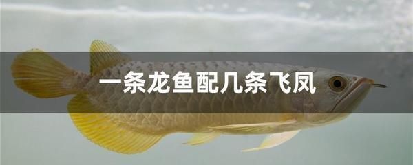 龍魚(yú)配飛鳳好還是雙線：飛鳳魚(yú)與龍魚(yú)混養(yǎng)注意事項(xiàng) 龍魚(yú)配飛鳳好還是雙線：飛鳳魚(yú)與龍魚(yú)混養(yǎng)注意事項(xiàng) 龍魚(yú)百科 第1張