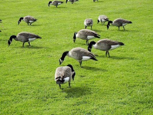 金龍魚魚苗好養嗎，金龍魚魚苗水溫調控技巧金龍魚魚苗水溫調控技巧