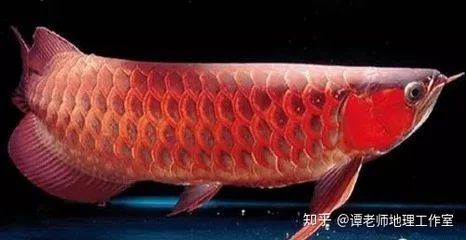 龍魚多久能長到40厘米：銀龍魚從40厘米長到60厘米大約需要一年的時間