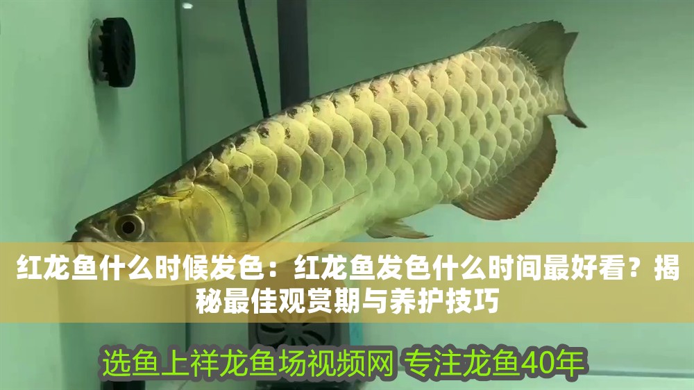 紅龍魚什么時候發色：紅龍魚發色什么時間最好看？揭秘最佳觀賞期與養護技巧